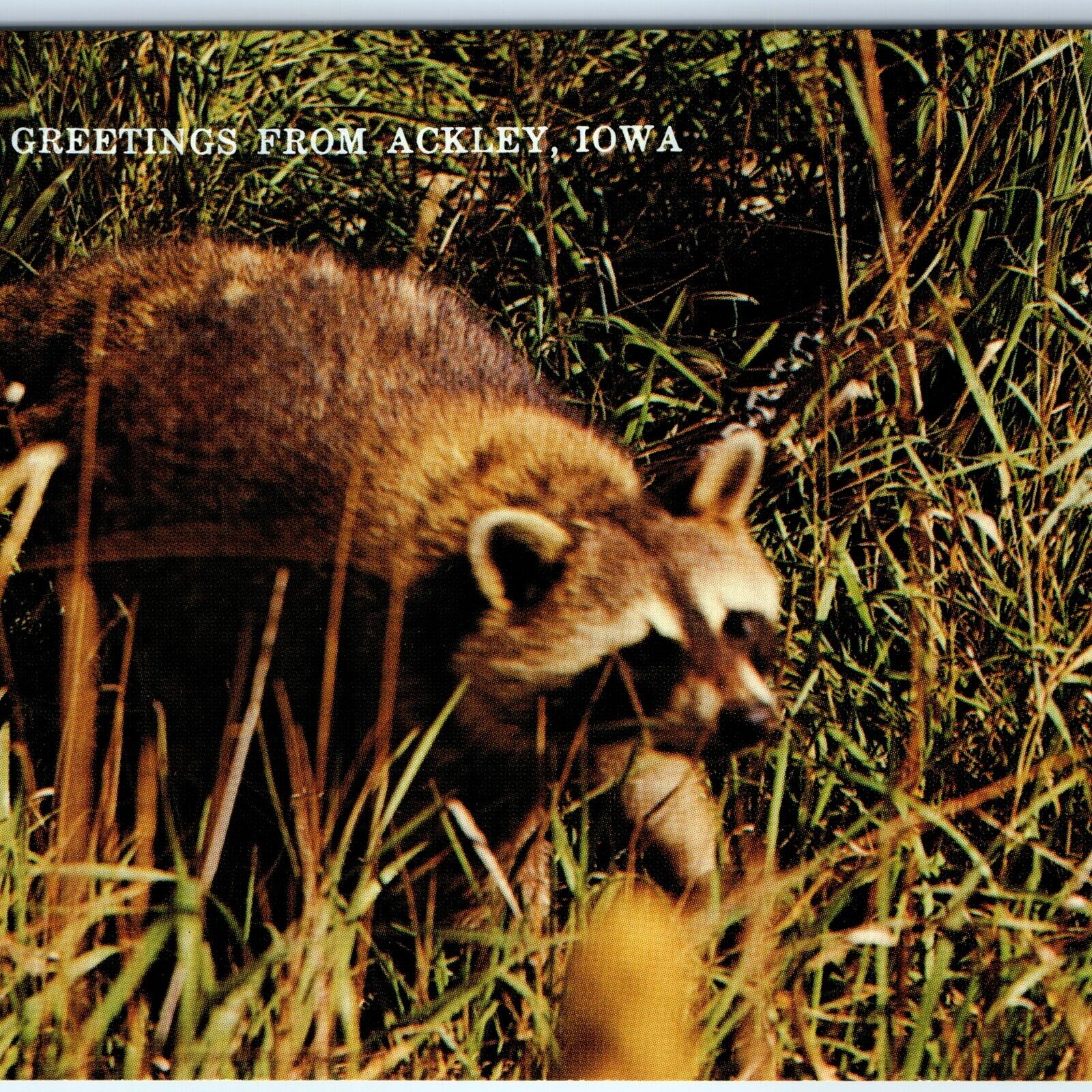 c1970s Ackley, IA Greetings From Cute Raccoon Wild Pet Adorable Racoon PC A232