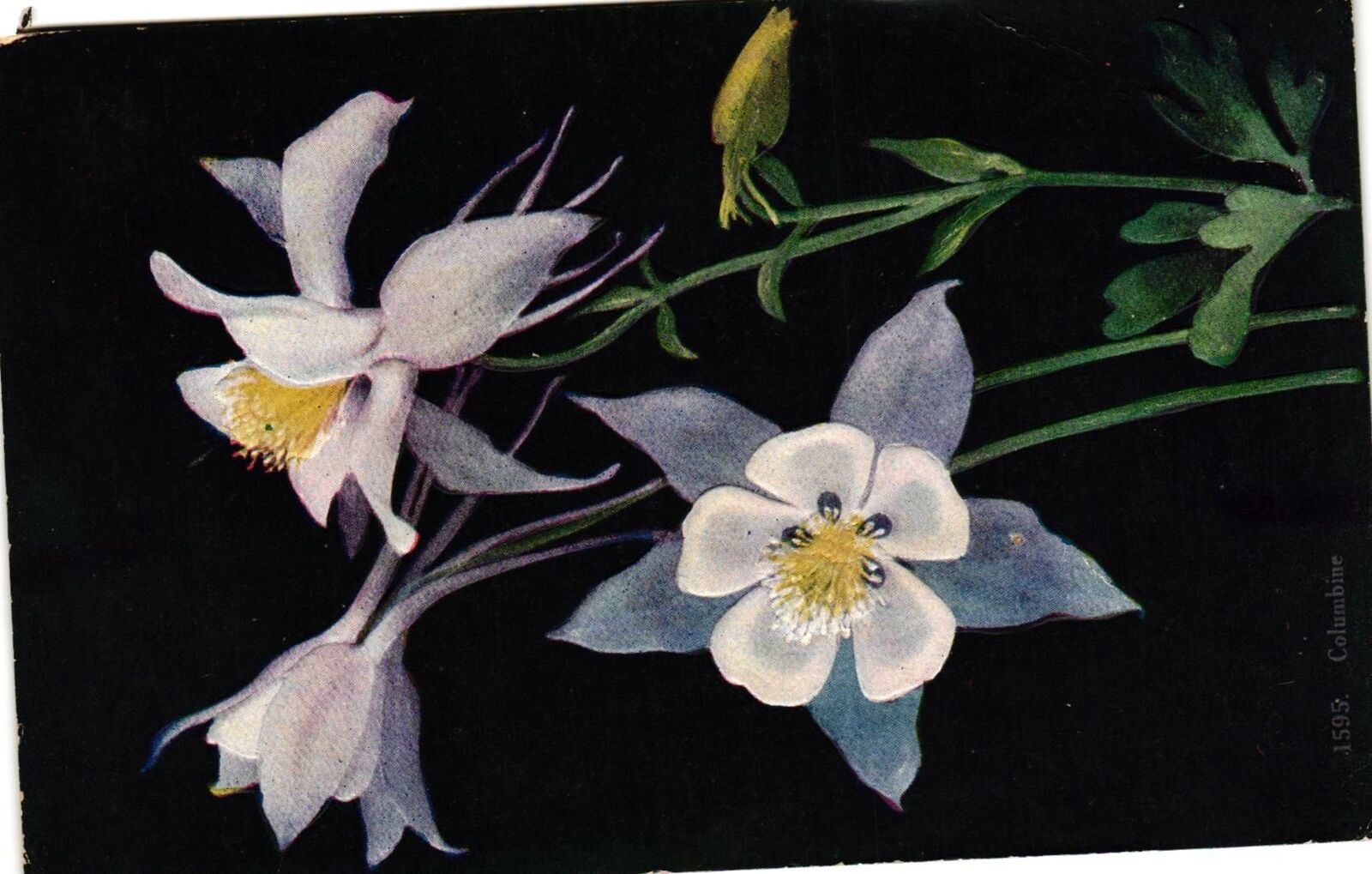 Vintage Postcard- White flowers Early 1900s