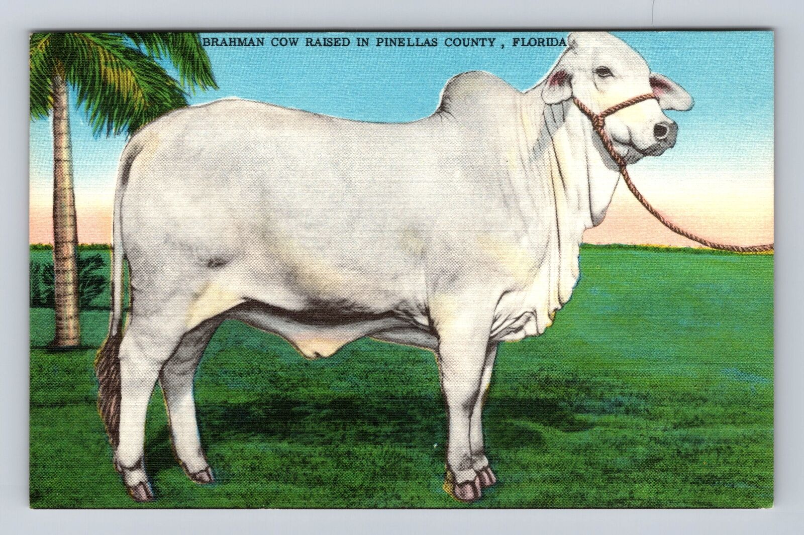 Pinellas County FL-Florida, Brahman Cow Raised, Antique, Vintage Postcard