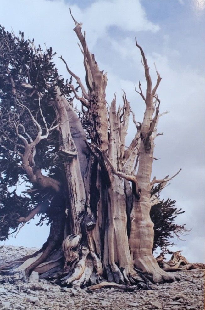 Sierra Nature Photograph Bristlecone Pine Tree Alive in Jesus\' Time Postcard