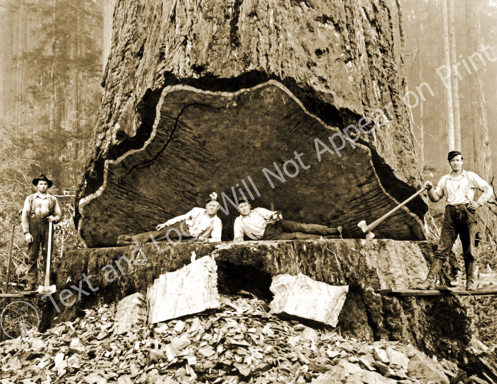 1906 Falling Redwood, California Old Photo 8.5\