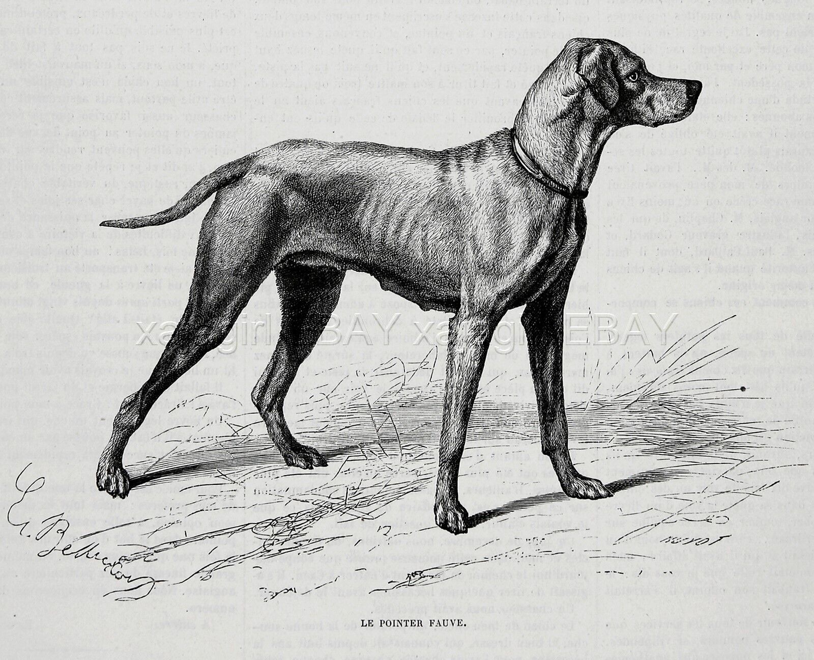 Dog Weimaraner Pointer, 1870s Antique Engraving Print & Breed Description