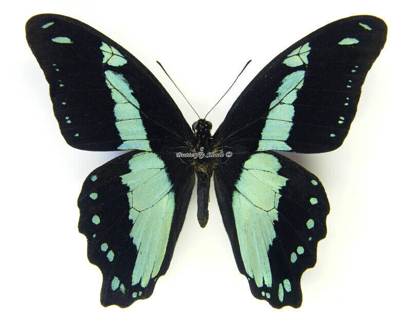 Unmounted Butterfly/Papilionidae - Papilio chrapkowskoides nurettini, male, A-