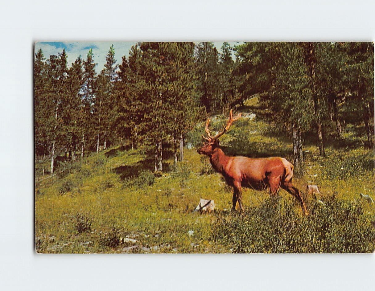 Postcard The Elk