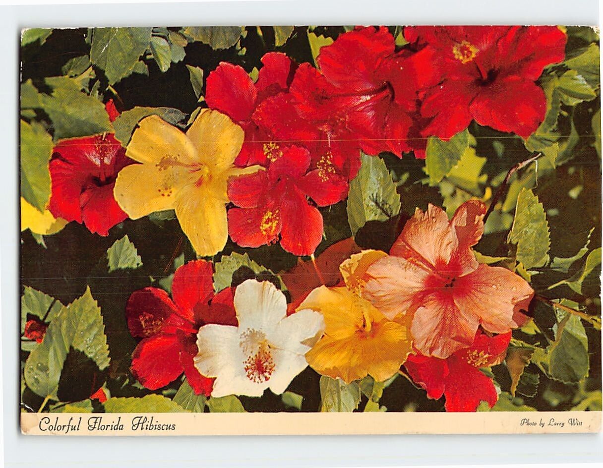 Postcard Colorful Florida Hibiscus, Florida