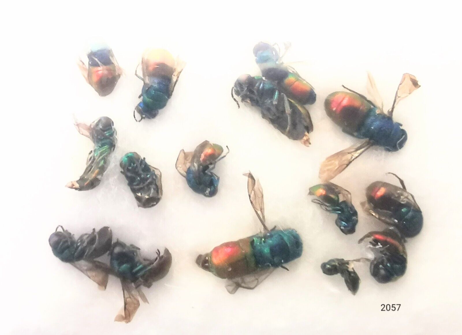 Hymenoptera Chrysididae MIXED 3-8mm 15pcs A1 or A- from Italy - #2057