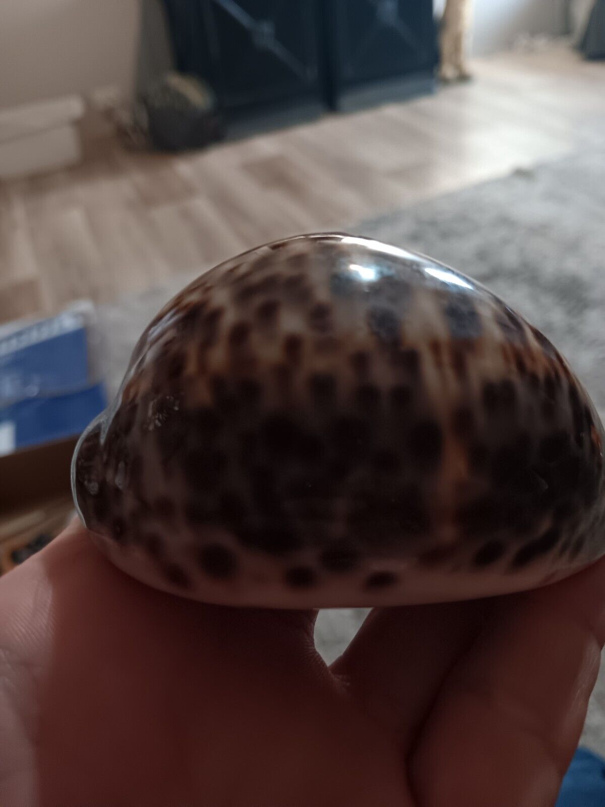 Cyprea Tigris Large Sea Shell Dark Brown Spots With Line 85mm & 72mm
