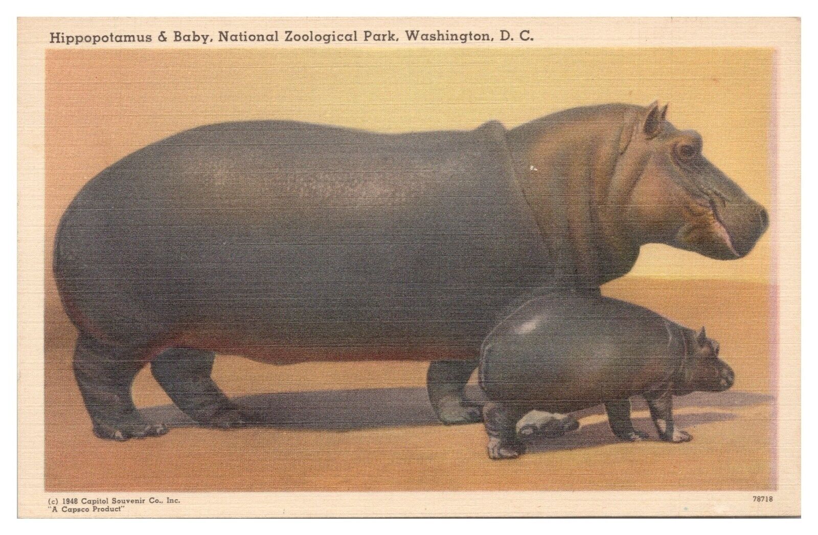 National Zoological Park Washington DC Vintage Postcard Hippo and Baby Unused