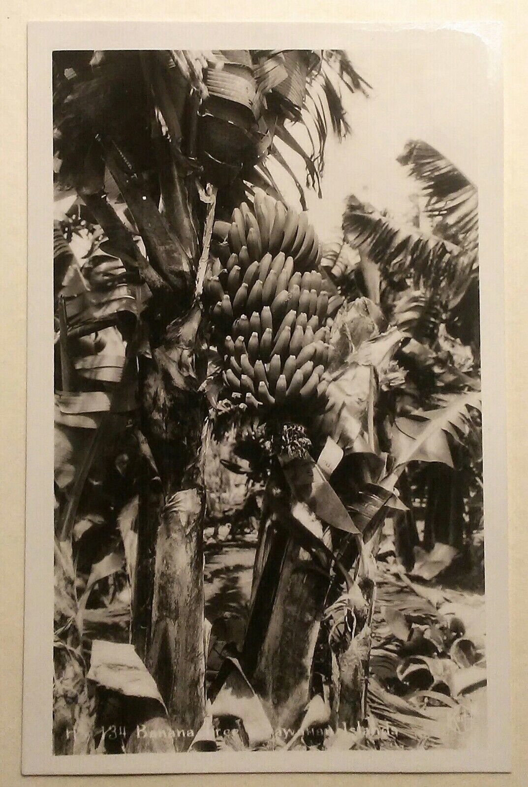 1940\'s Banana Tree H-134 TH Hawaii RPPC Less than Coffee