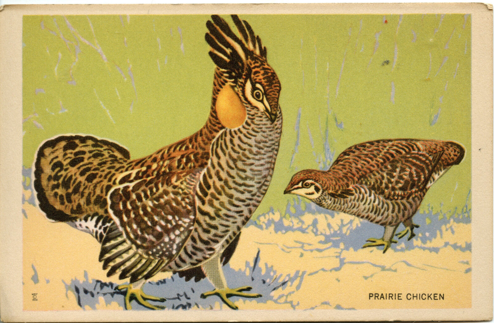 PRAIRIE CHICKEN 1939 Vintage Postcard NATIONAL WILDLIFE FEDERATION 