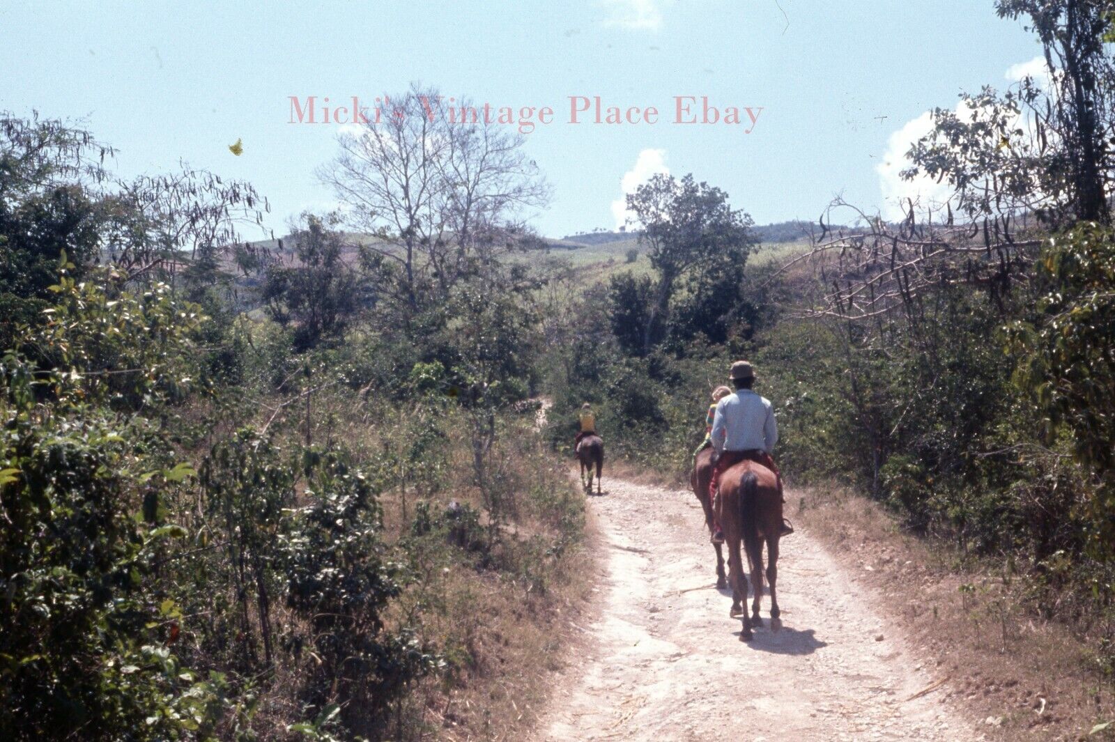 Vtg 1968 Photo 35mm Slide Jamaica Horse ride on the Trails m88