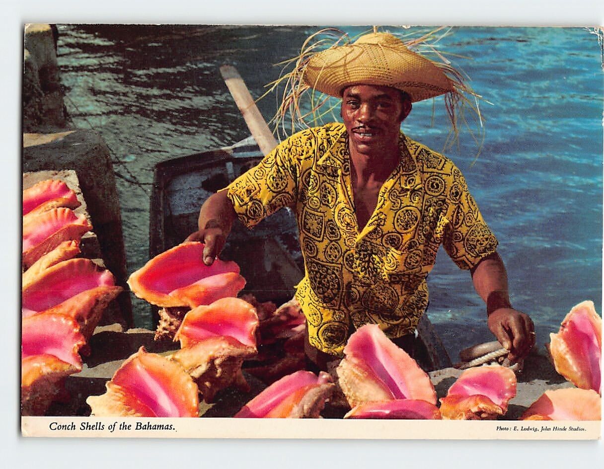 Postcard Conch Shells of the Bahamas