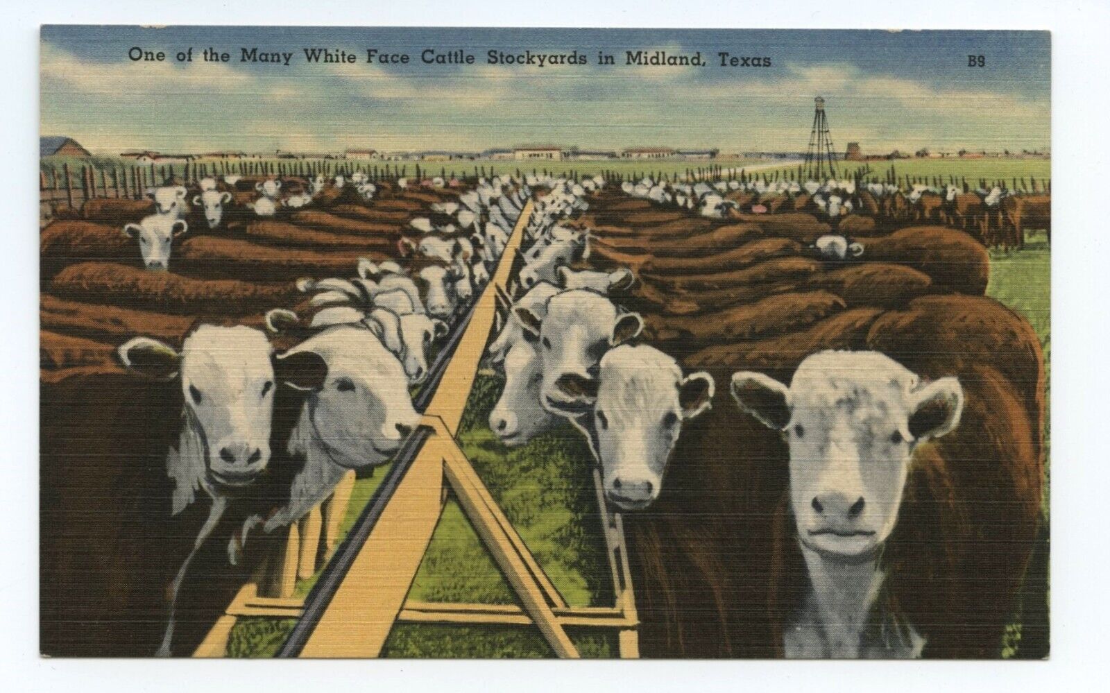 Cattle Stockyards Midland Texas Linen Postcard