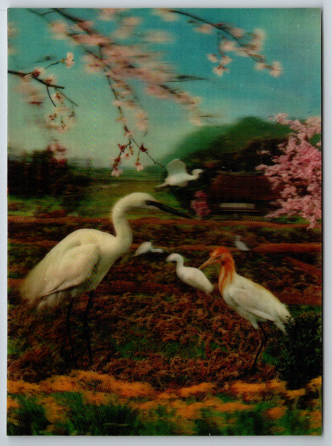 c1980s 3D Lenticular Japan Cranes Vintage Postcard
