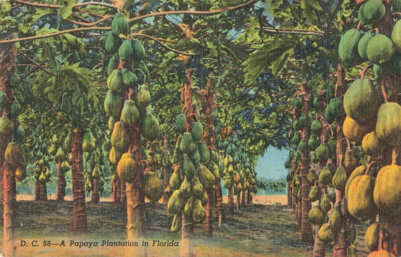 Dania Beach FL Florida, A Papaya Plantation, Vintage Postcard