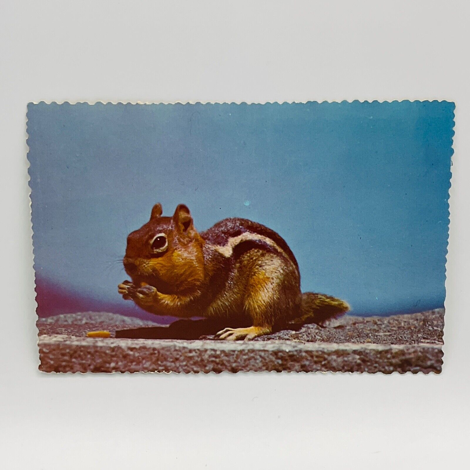Vintage Postcard Squirrel Oregon Beach Park Greeting Card Coast Golden Mantle
