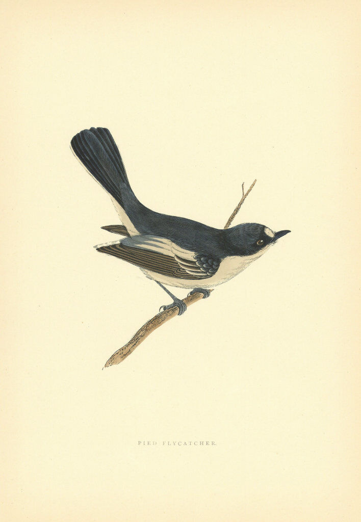 Pied Flycatcher. Morris\'s British Birds. Antique colour print 1903 old