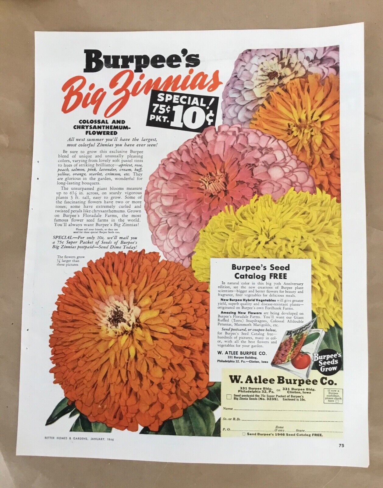 Burpee\'s flower ad 1946 vintage print 1940s retro illus art zinnia garden seeds