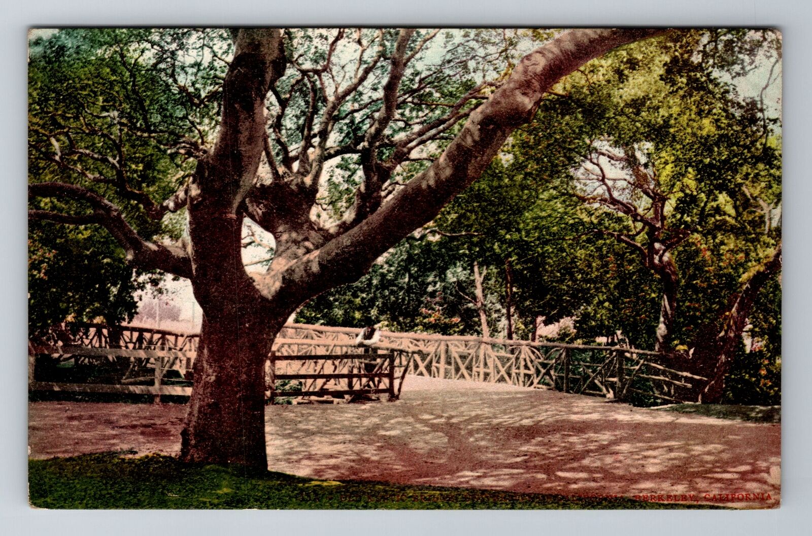 Berkeley CA-California, Bridge In A Park Area, Antique Souvenir Vintage Postcard
