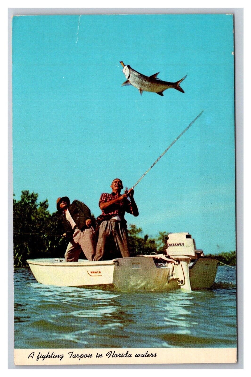 Postcard Florida Waters Tarpon Fishing
