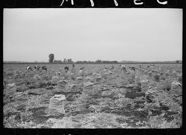 Photo:Workers in a 700 acre onion field, Rice County, Minnesota
