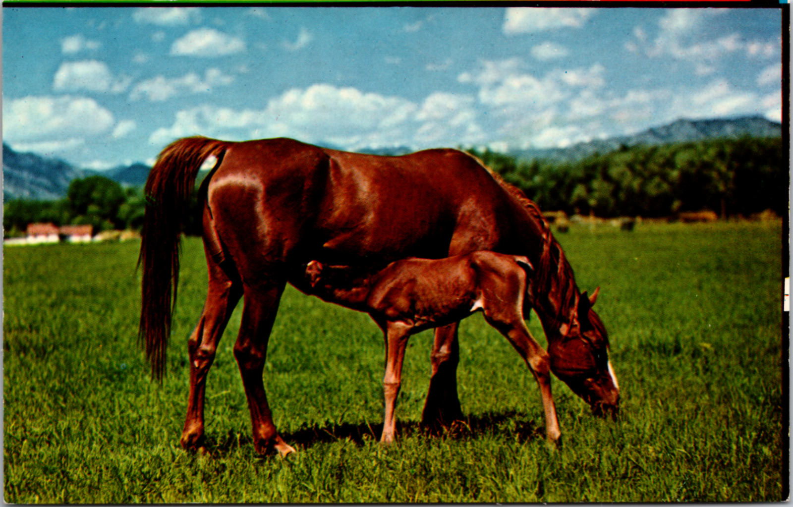 Dinnertime, Foal Nursings, Horses, Vintage Postcard