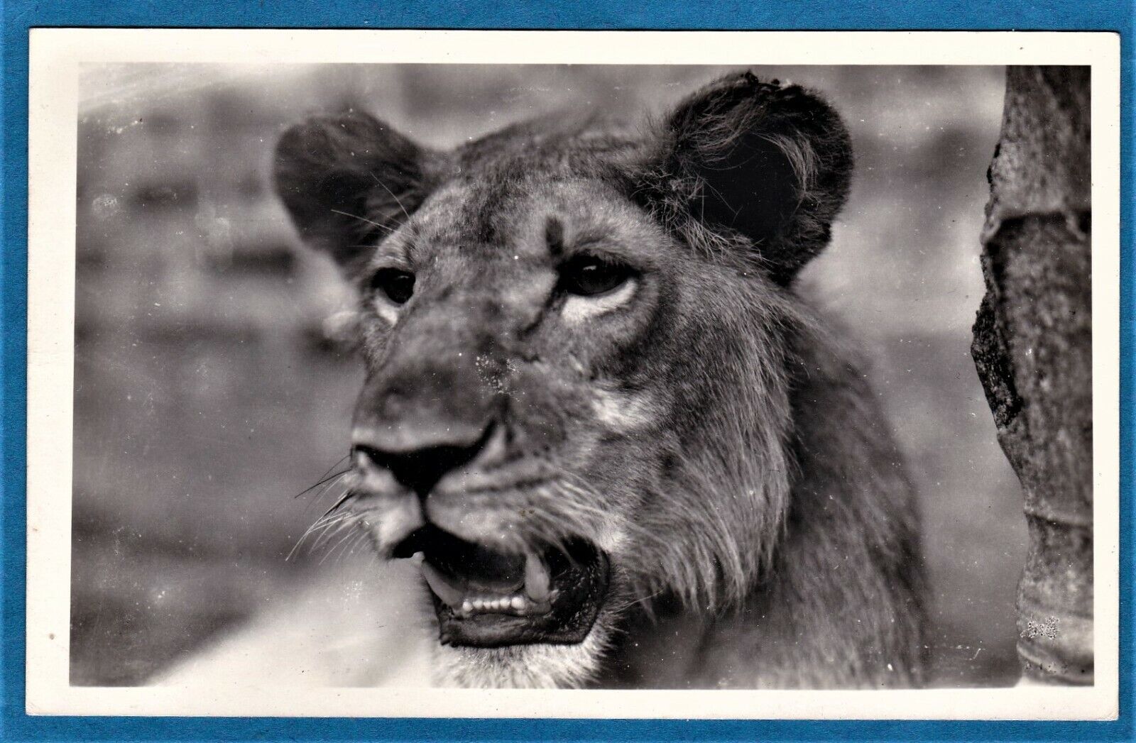 vintage Zagourski rppc real photo lioness lion Belgian Congo Africa ca 1935