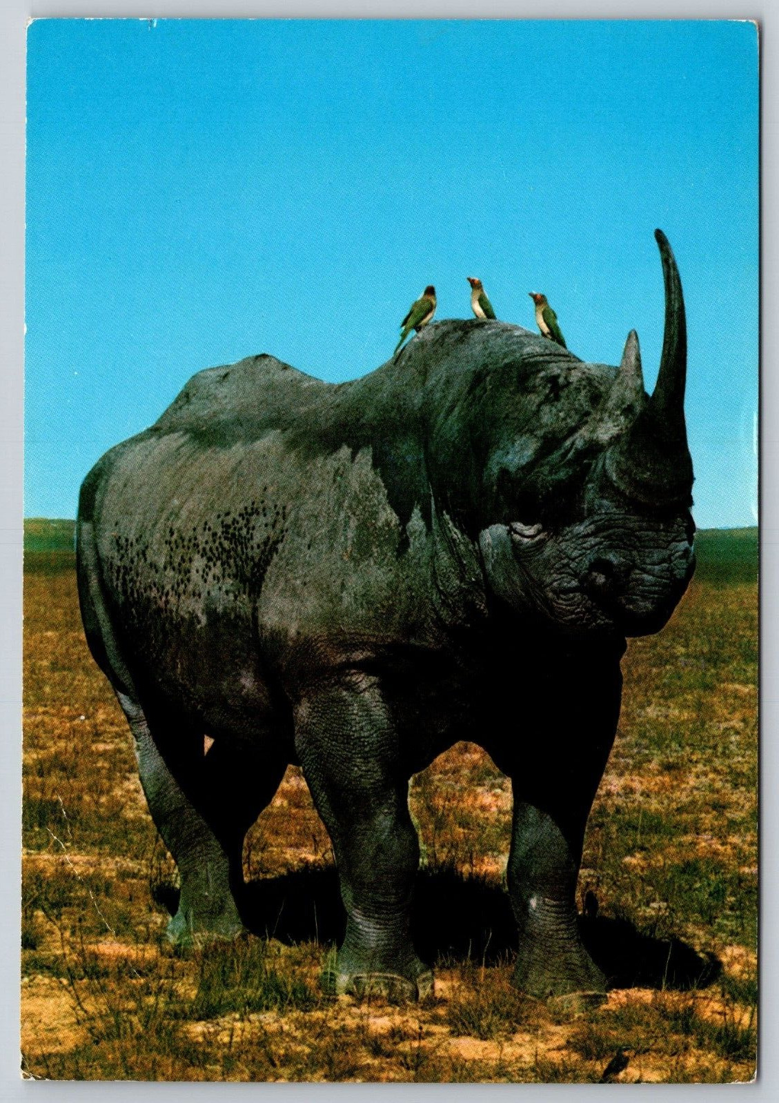 Postcard 1971 African Wild Life Rhino Uganda