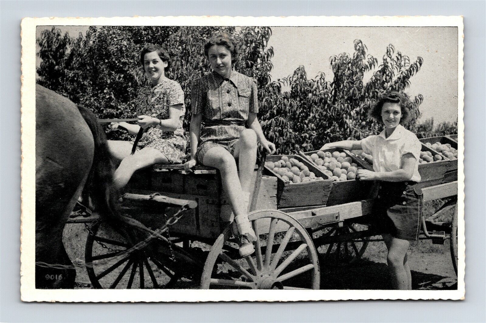 Postcard PA Franklin County Pennsylvania Pretty Ladies Picking Peaches 1940s L29