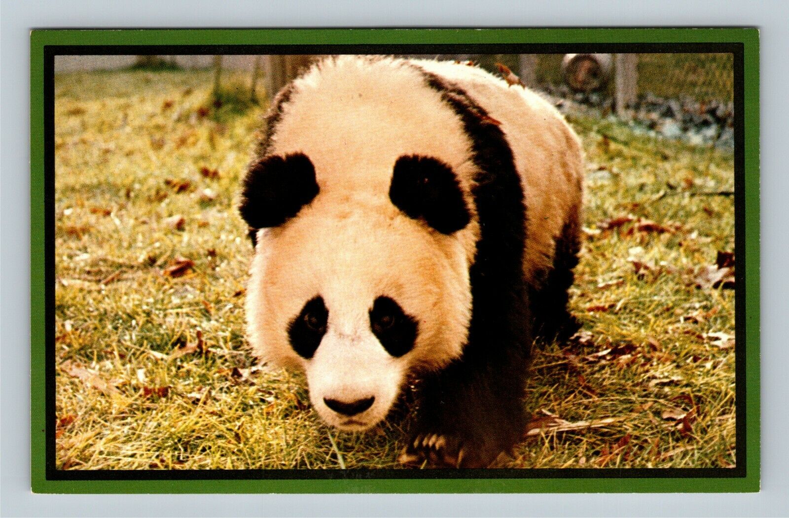 Panda At National Zoological Park, Washington DC Vintage Postcard