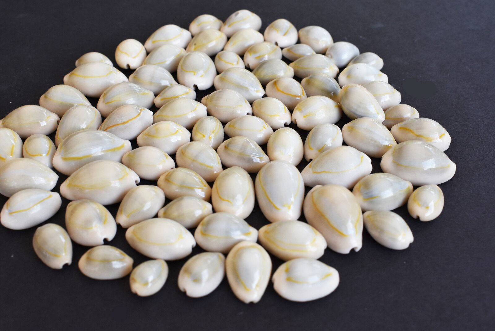 100 Ringtop Cowrie Shells Seashell (.5-1\