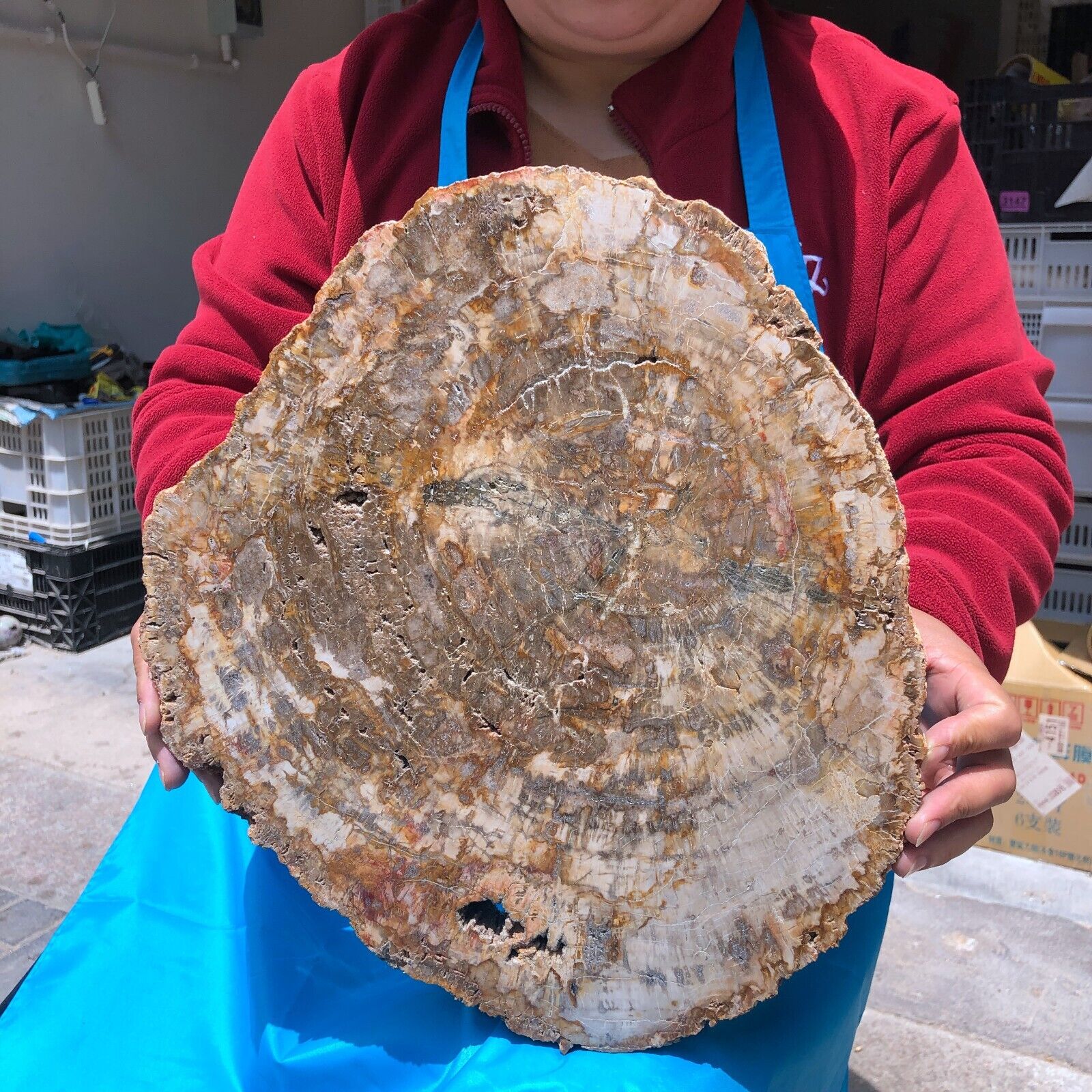 15.84LB Large Natural Petrified Wood Crystal Fossil Slice Shape Specimen Healing