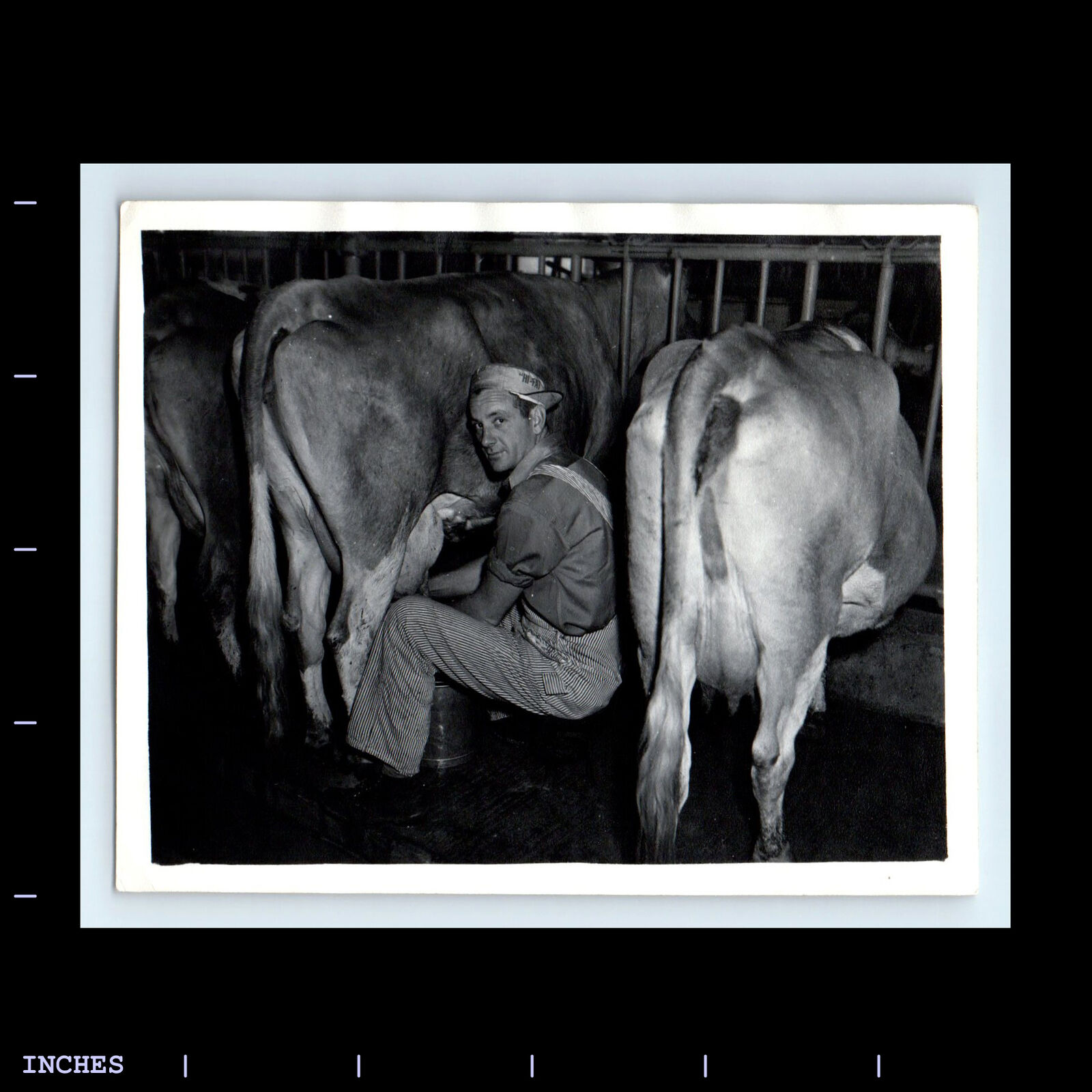Vintage Photo MAN MILKING COW DAIRY FARMER