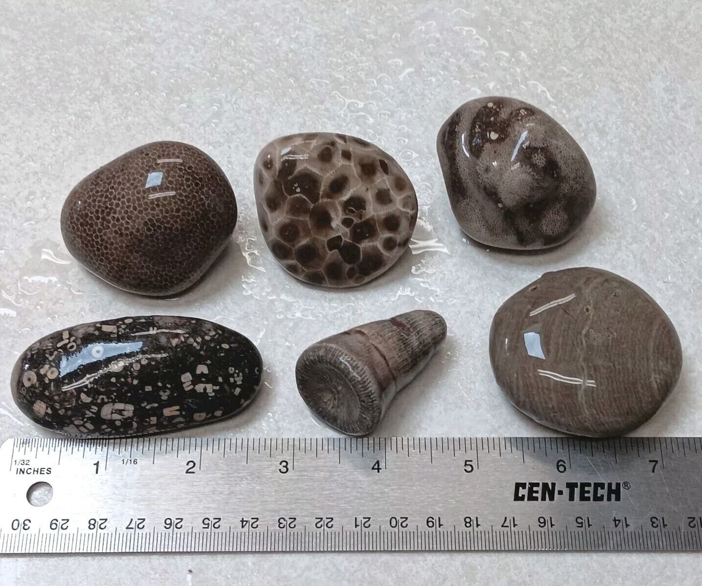 6 Pc Michigan Fossil Sampler Hexagonaria Petoskey Stone Rugosa Charlevoix