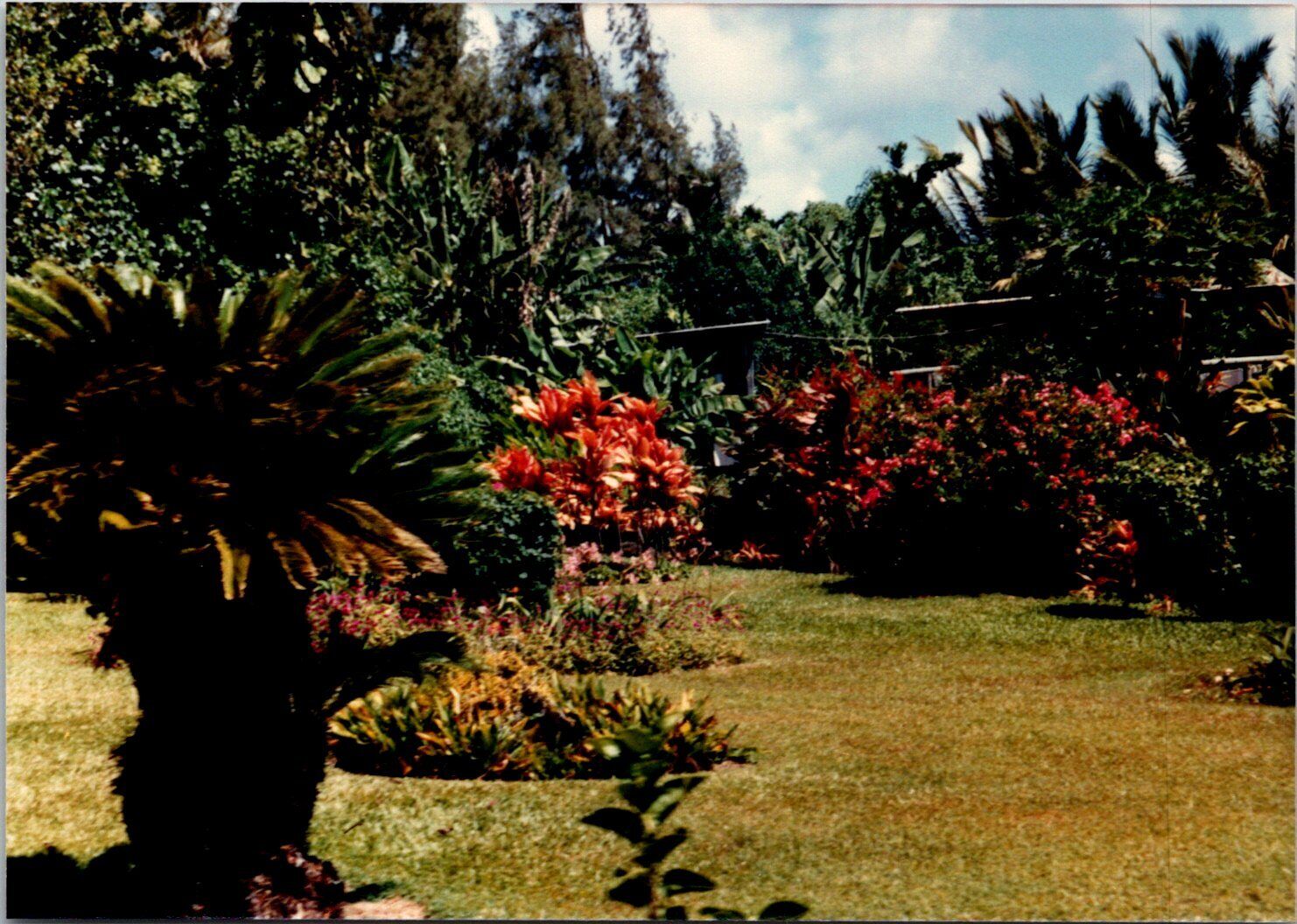 Beautiful garden & trees in Hawaii Found Photo V1290