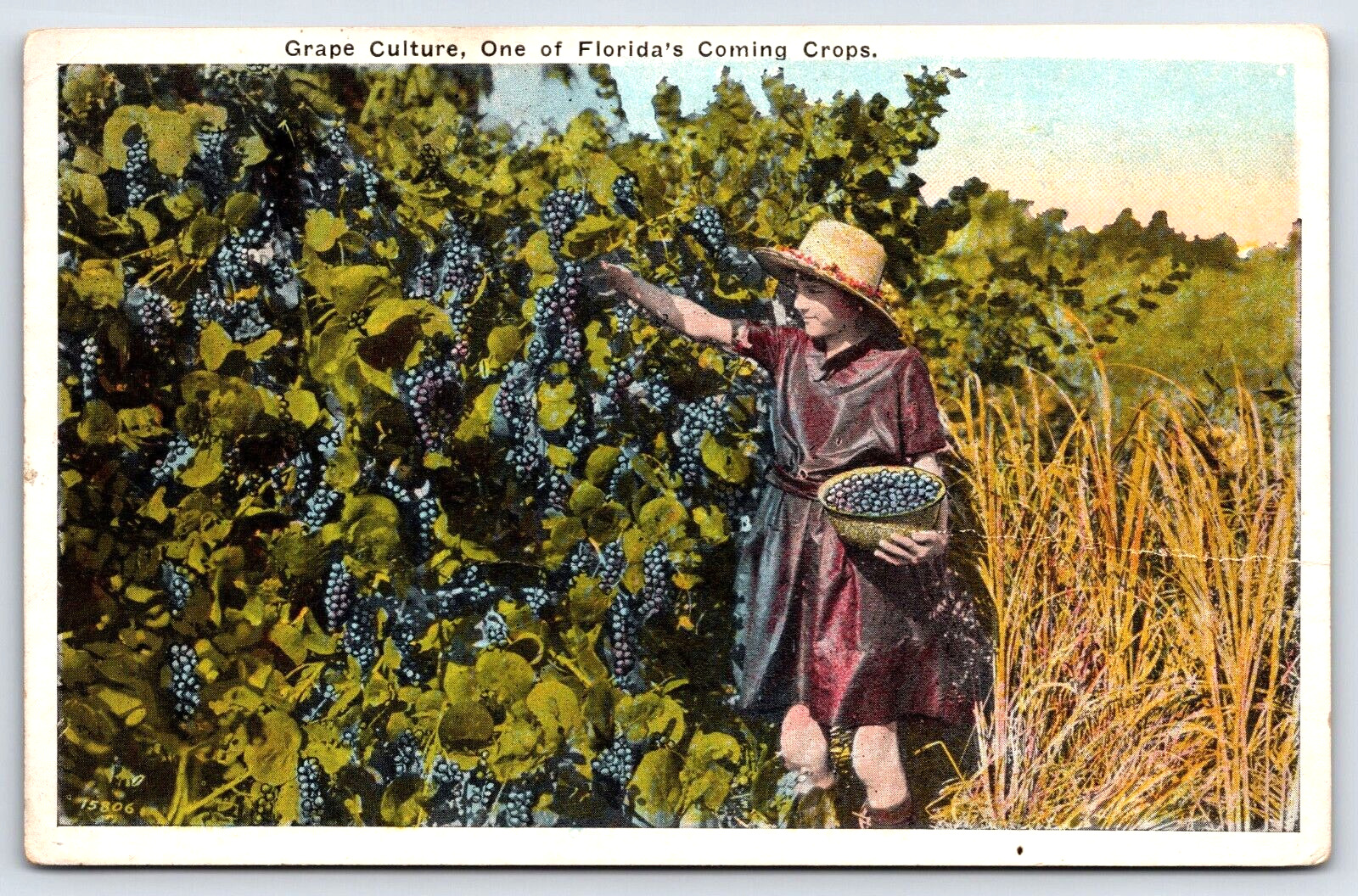 Postcard 1926 Grape Culture One of Florida's Coming Crops A17