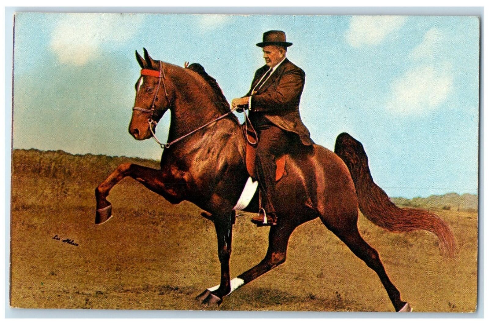 c1910s B Major Wilson TN Walking Horse Stallion Gainesville Virginia VA Postcard