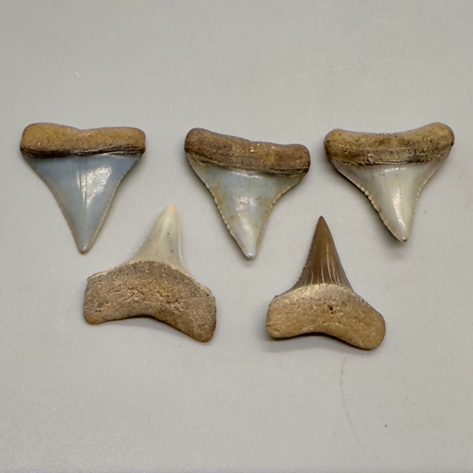 Group of 5 Very Colorful Fossil GREAT WHITE Shark Teeth - Peru
