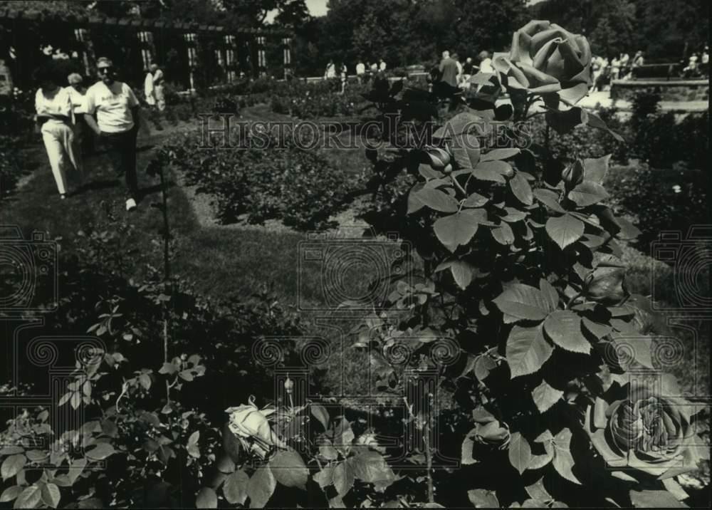 1989 Press Photo Roses at The Journal\'s Rose Festival, Boerner Botanical Gardens