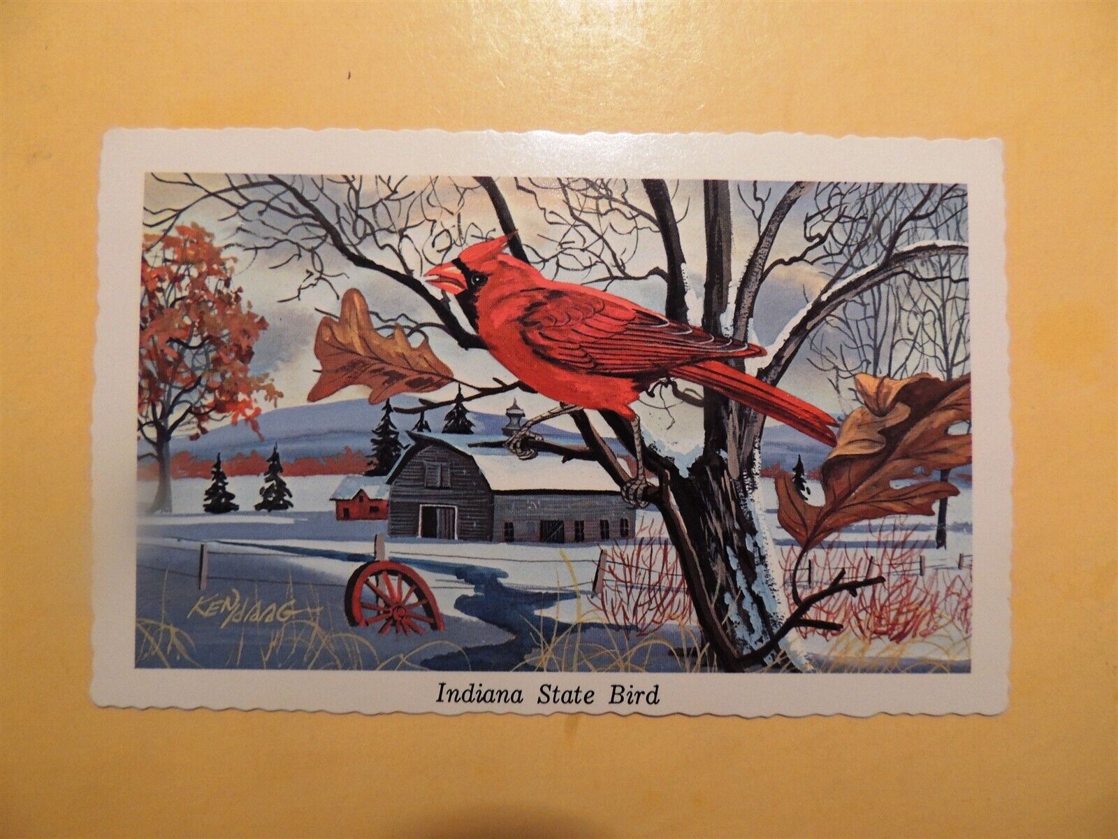 Indiana State Bird Ken Haag artist drawing vintage postcard Cardinal