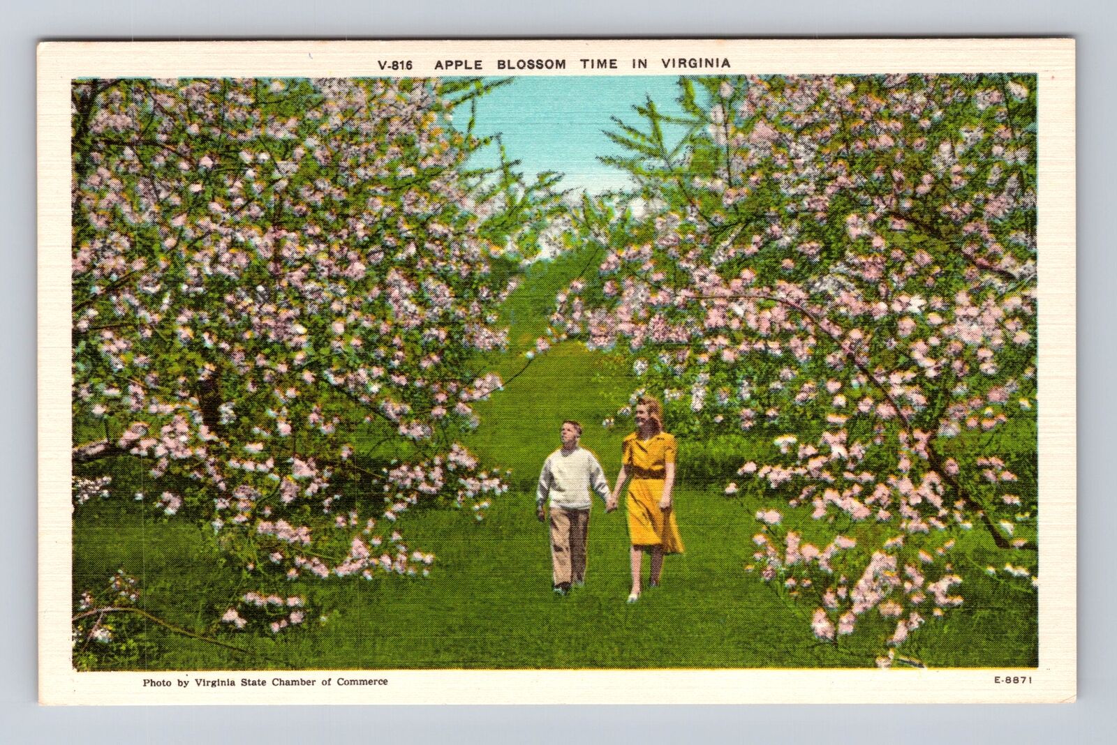 VA-Virginia, Apple Blossom Time, Antique, Vintage Souvenir Postcard