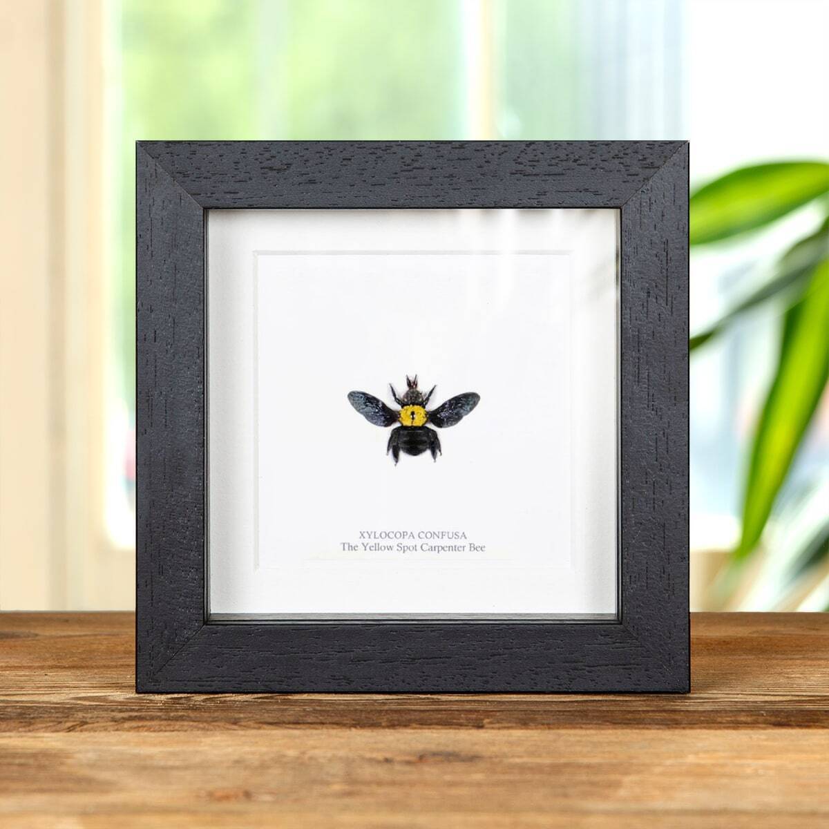 The Yellow Spot Carpenter Taxidermy Bee Frame (Xylocopa confusa)