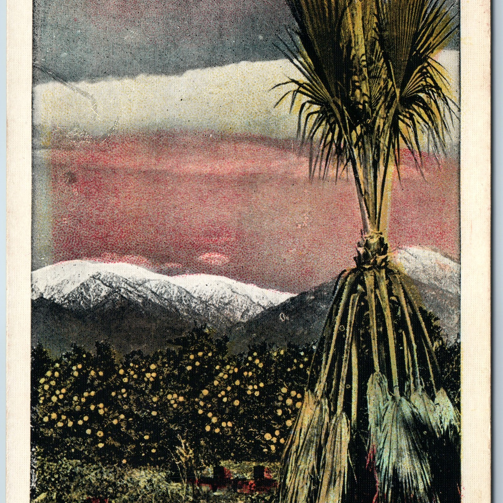 c1910s Los Angeles, CA Southern Cali M. Kashower MK Contrast Study Postcard A200