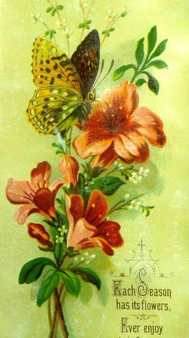 1880s Lovely Butterfly Bright Flowers Seasons Wildflowers 4 1/2\