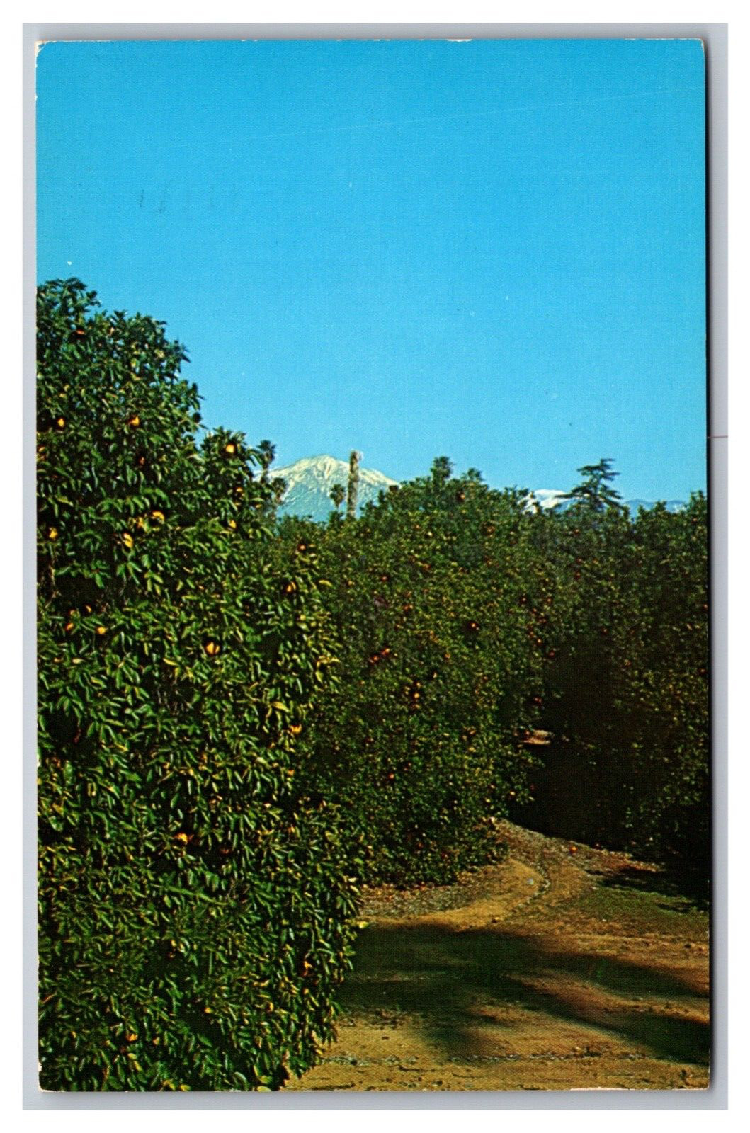 Rialto CA California Oranges Grove Snow Capped Mountain Postcard Posted 1964
