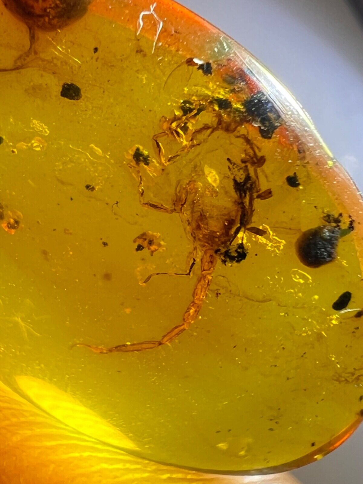 Genuine Fossil amber Insect burmite cretaceous period scorpion