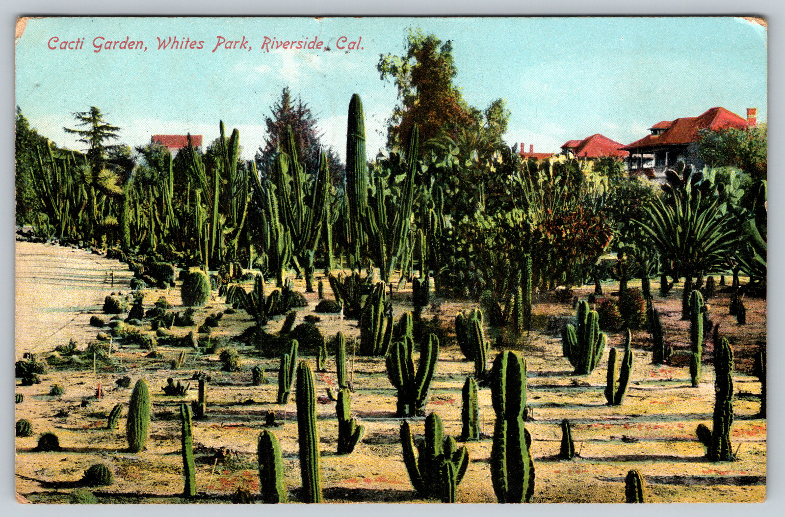Cacti Garden Whites Park Riverside California Antique c1910s Vintage Postcard