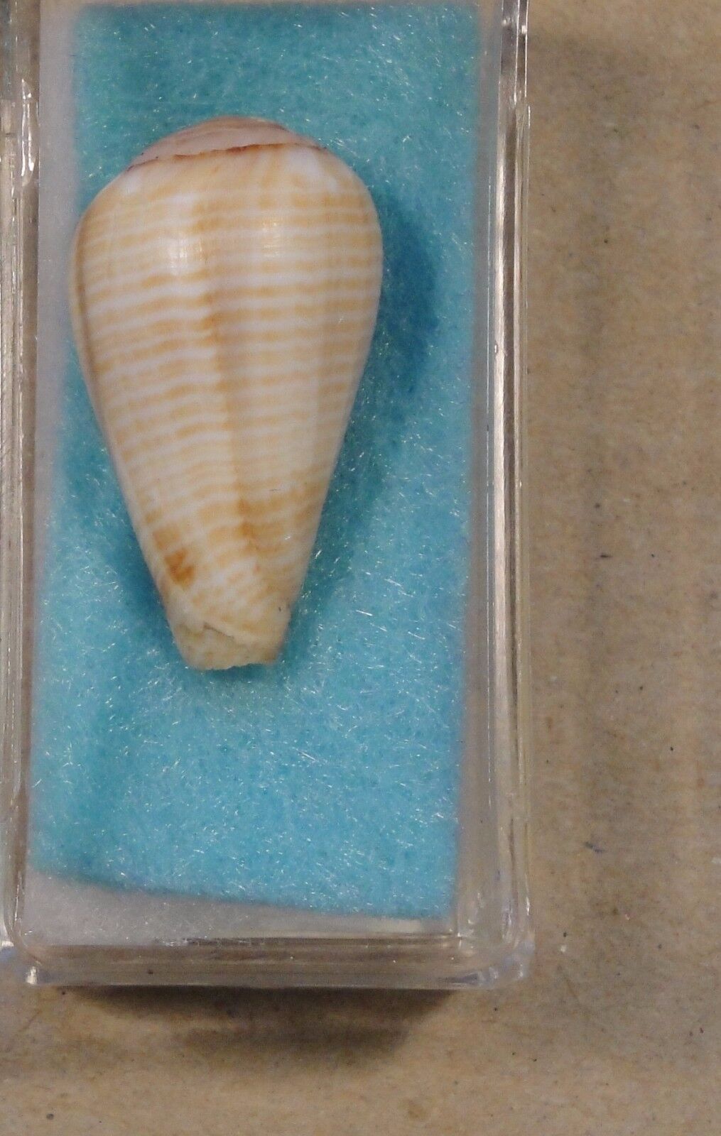 Conus Variegatus 24mm Port Alexander,Angola 2 fathoms formerly C. Fuscolineatus
