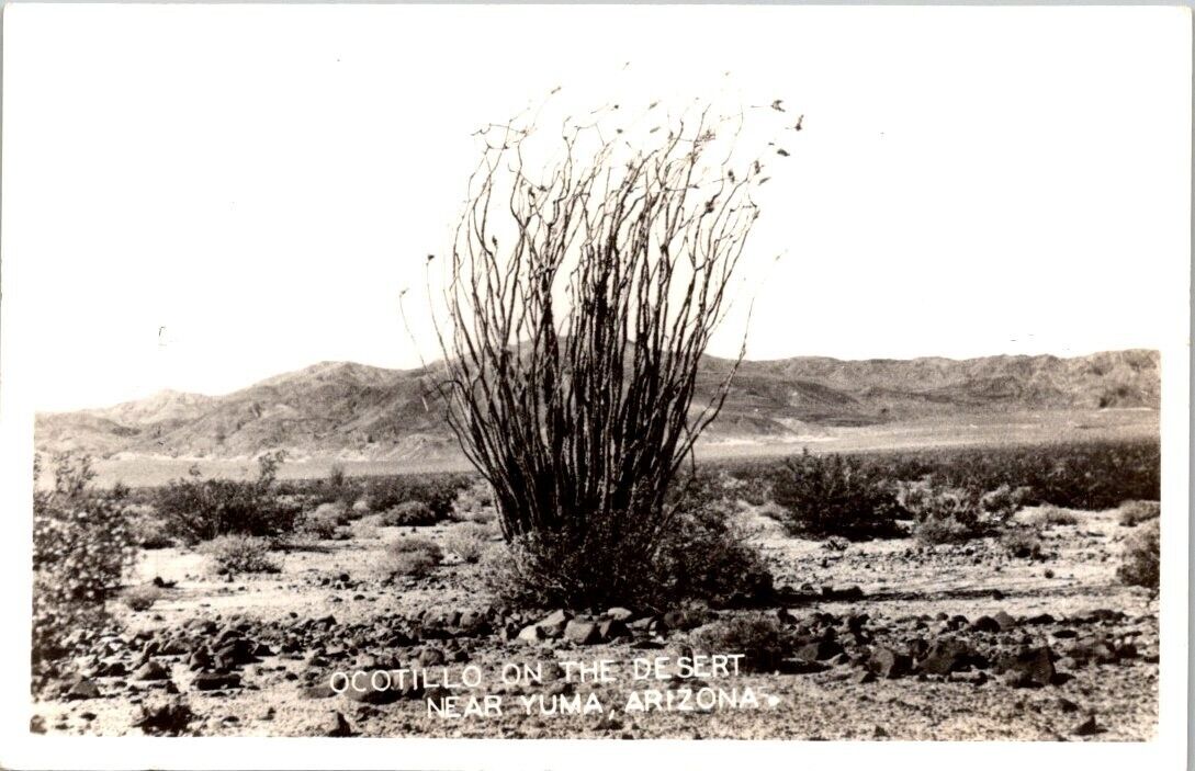 Vintage Real Photo Postcard- OCOTILLO ON THE DESERT NEAR YUMA ARIZONA