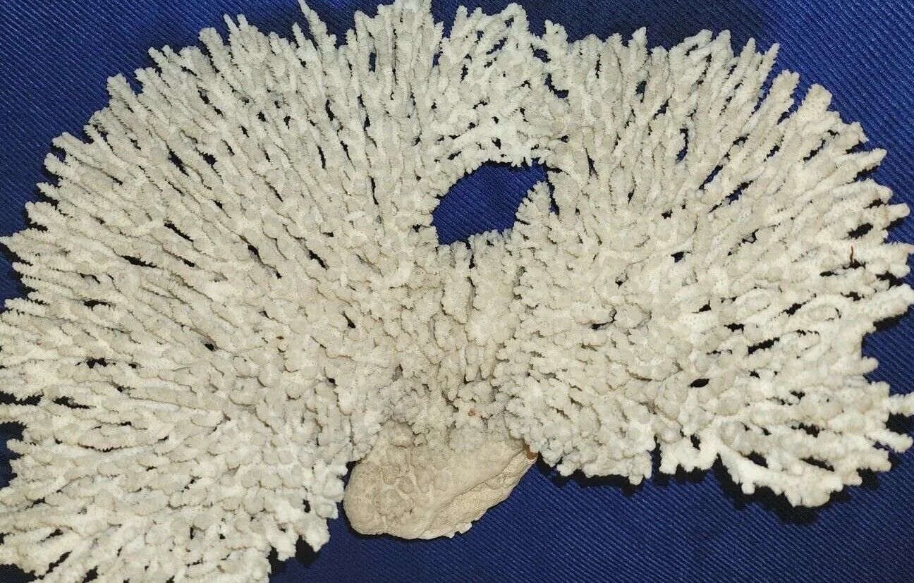 Natural TableTop White Coral 15\